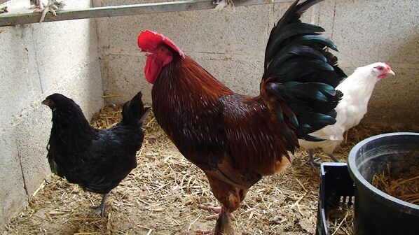 A rooster with a red comb and black tail feathers, a black chicken, and a white chicken in a coop with straw bedding. - Hort de Mao El Rebost (Benifallet)