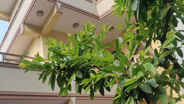 Um edifício com varanda e uma árvore com folhas verdes.