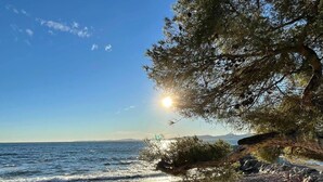 Une plage avec un arbre et une côte rocheuse.