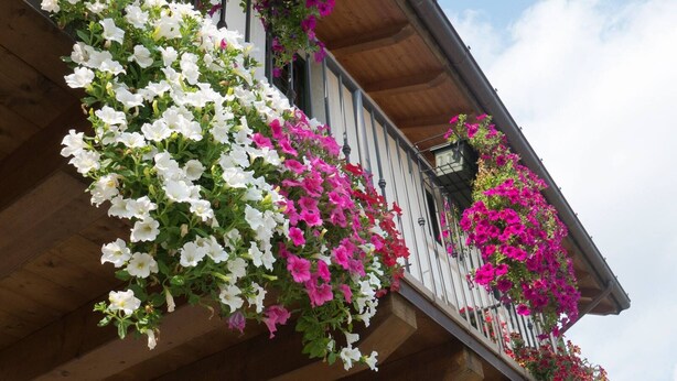 Un balcon orné de fleurs blanches et roses, avec des poutres en bois et une rambarde en métal.