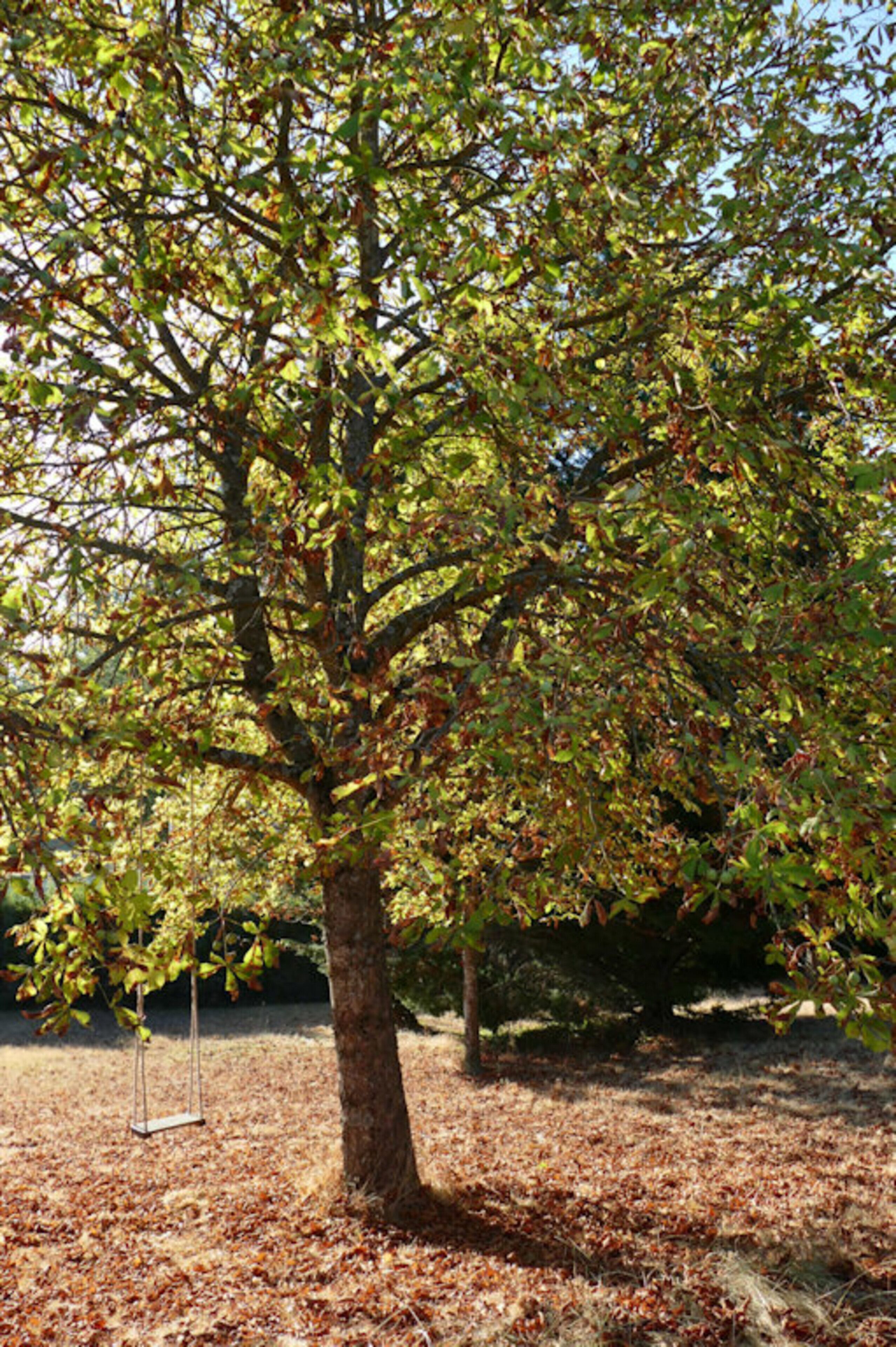 Ein Baum mit einer Schaukel in einem Park.