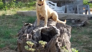 A dog sitting on a large tree stump in a fenced outdoor area with greenery and a building in the background. - L'Arcadia (Giffoni sei Casali)