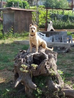 Animaux de compagnie acceptés