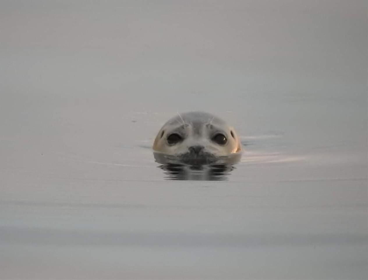 A seal swimming in calm water.