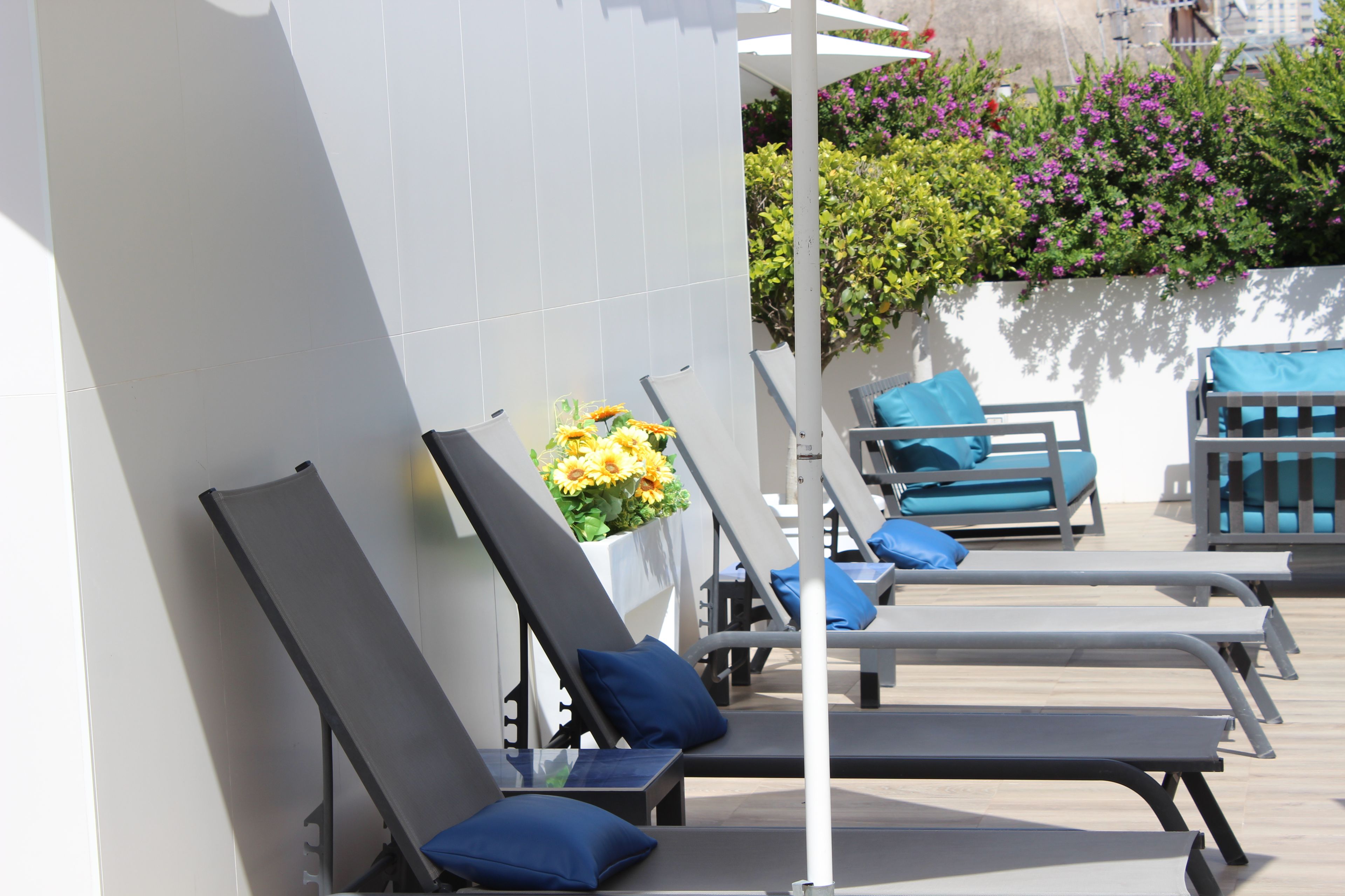 A row of sun loungers with blue cushions, a white wall, and a planter with yellow flowers.