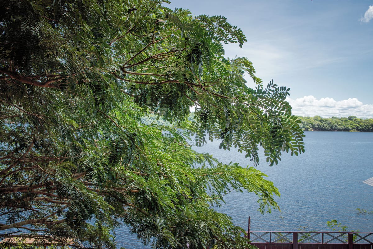 Un lac bordé d’une végétation luxuriante, avec une vue lointaine sur un pont.