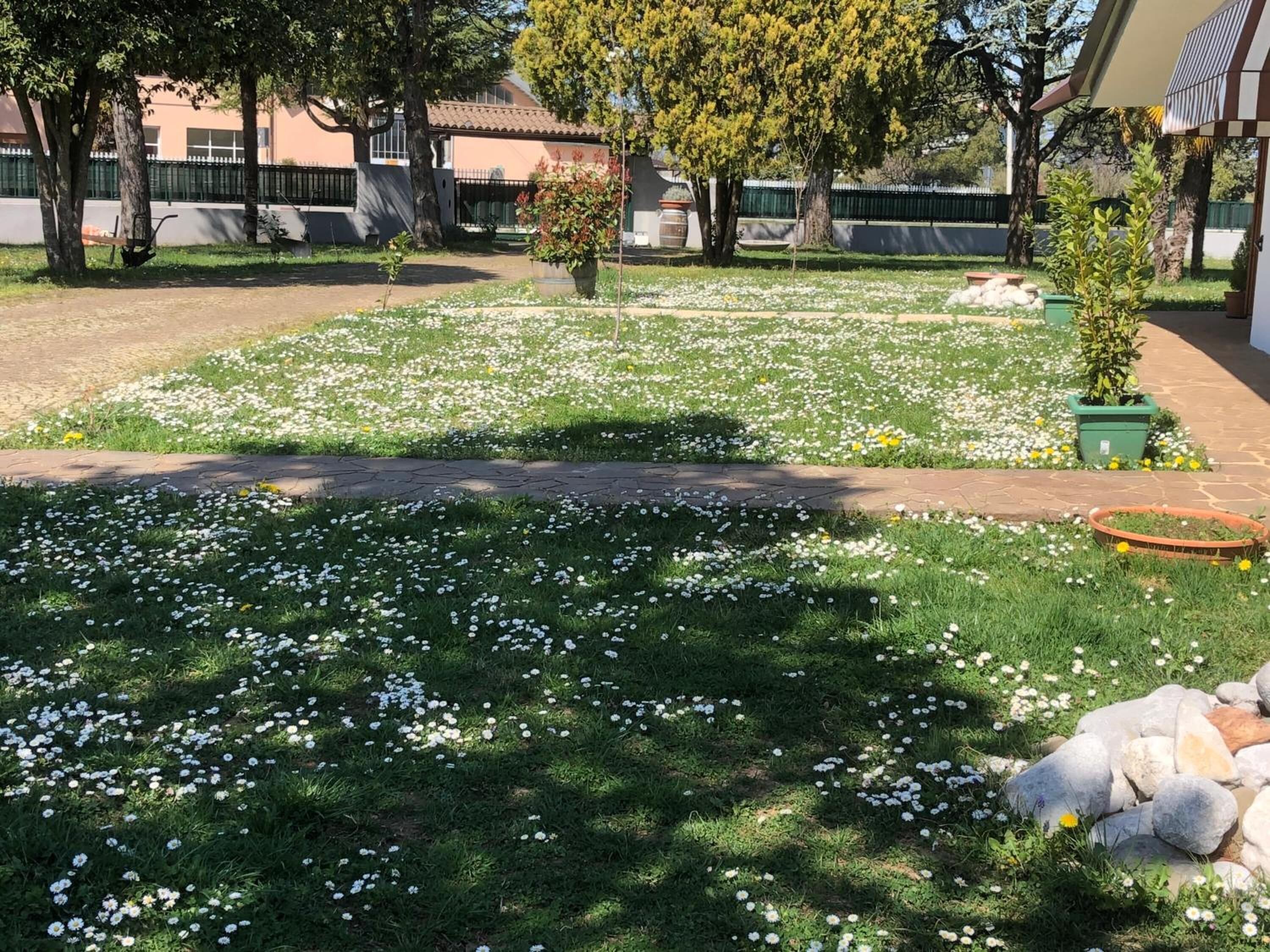 Un jardín con flores blancas, un sendero y un edificio al fondo.