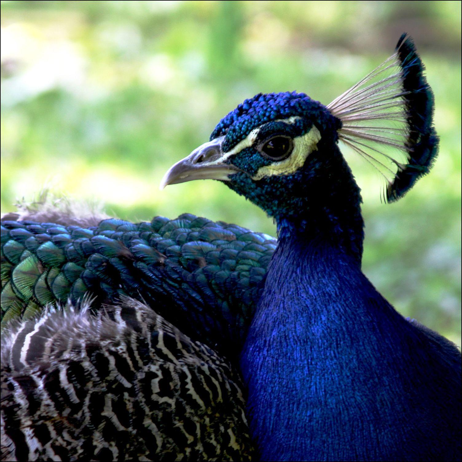 A peacock with vibrant blue and green plumage.