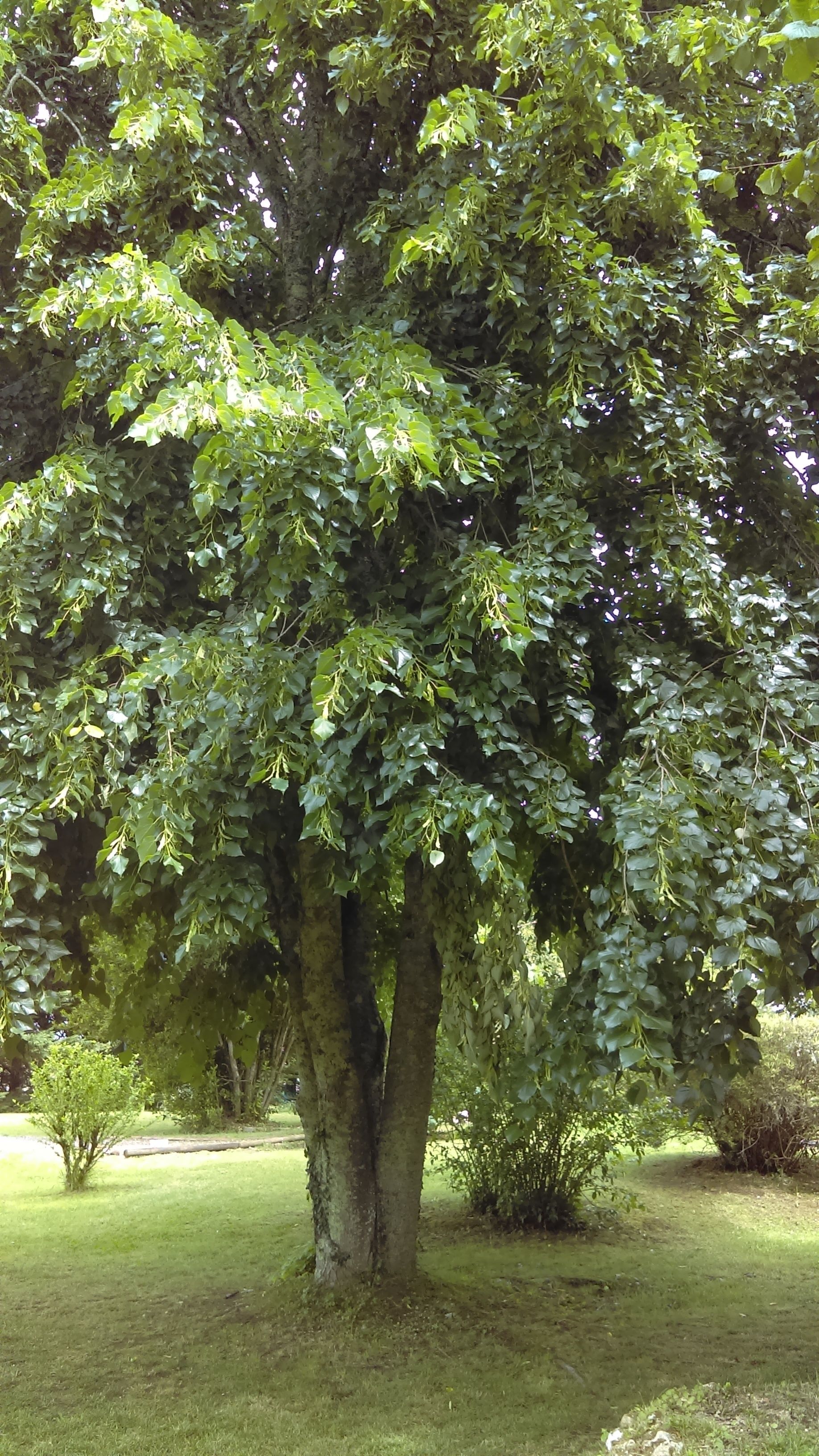 Un árbol grande con follaje denso en una zona cubierta de hierba.