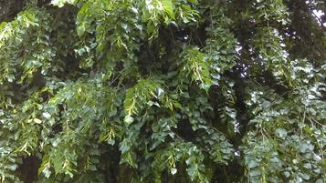 Un árbol grande con follaje denso en una zona cubierta de hierba.