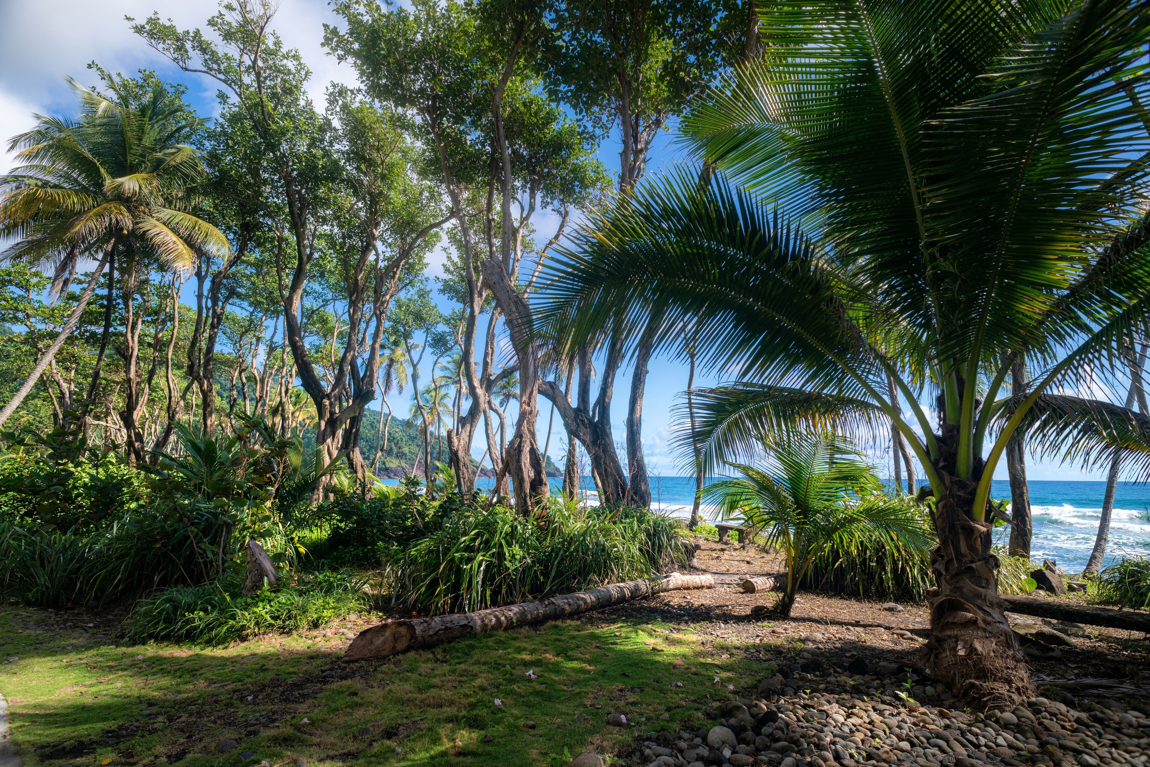 Un paisaje tropical con palmeras, una playa y olas del océano.