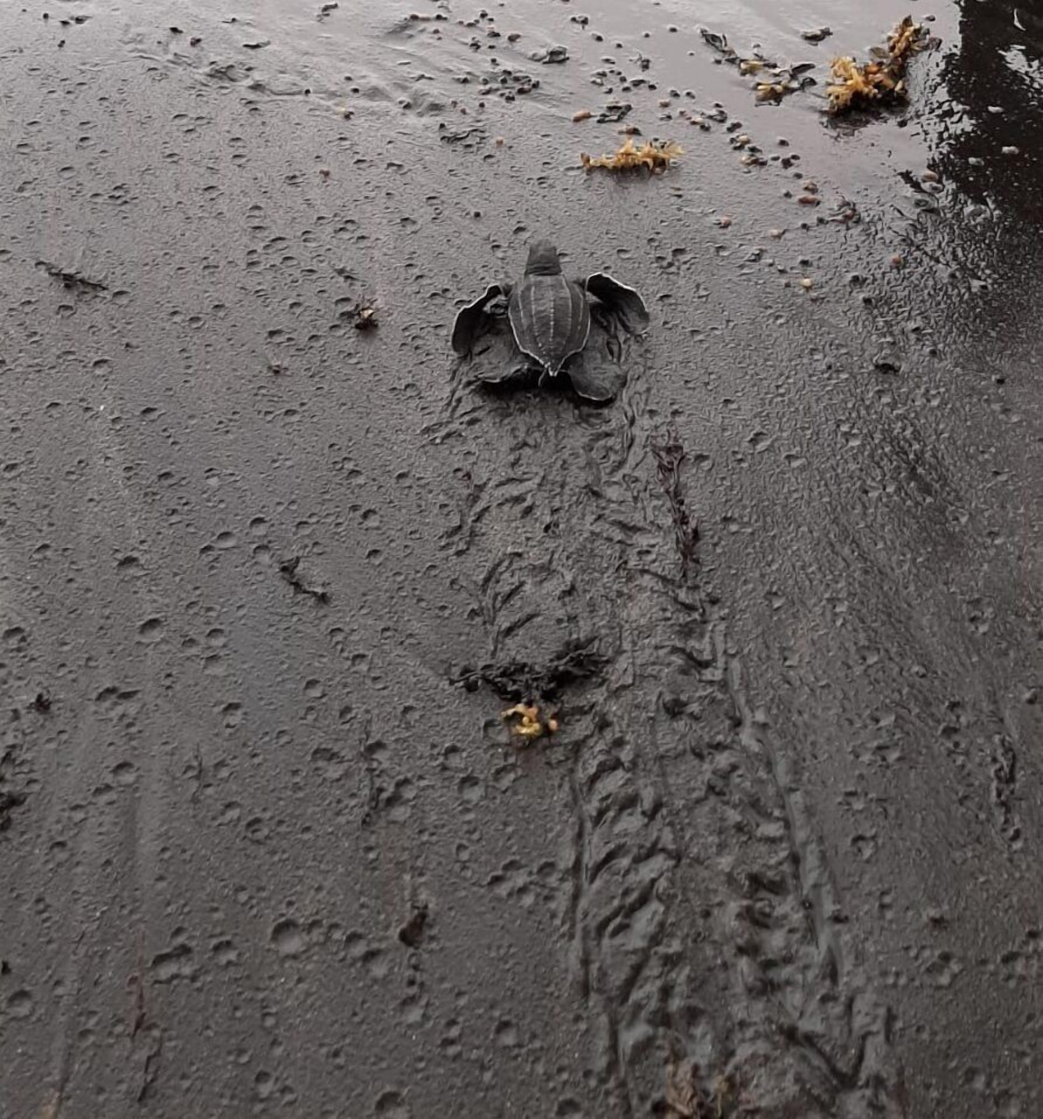 A wet surface with footprints and a small yellow object.