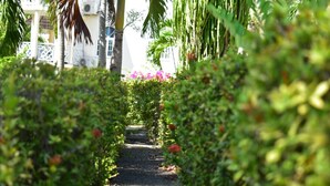 Un sendero bordeado de exuberante vegetación y plantas en flor, que conduce a un edificio con fachada blanca y un balcón.