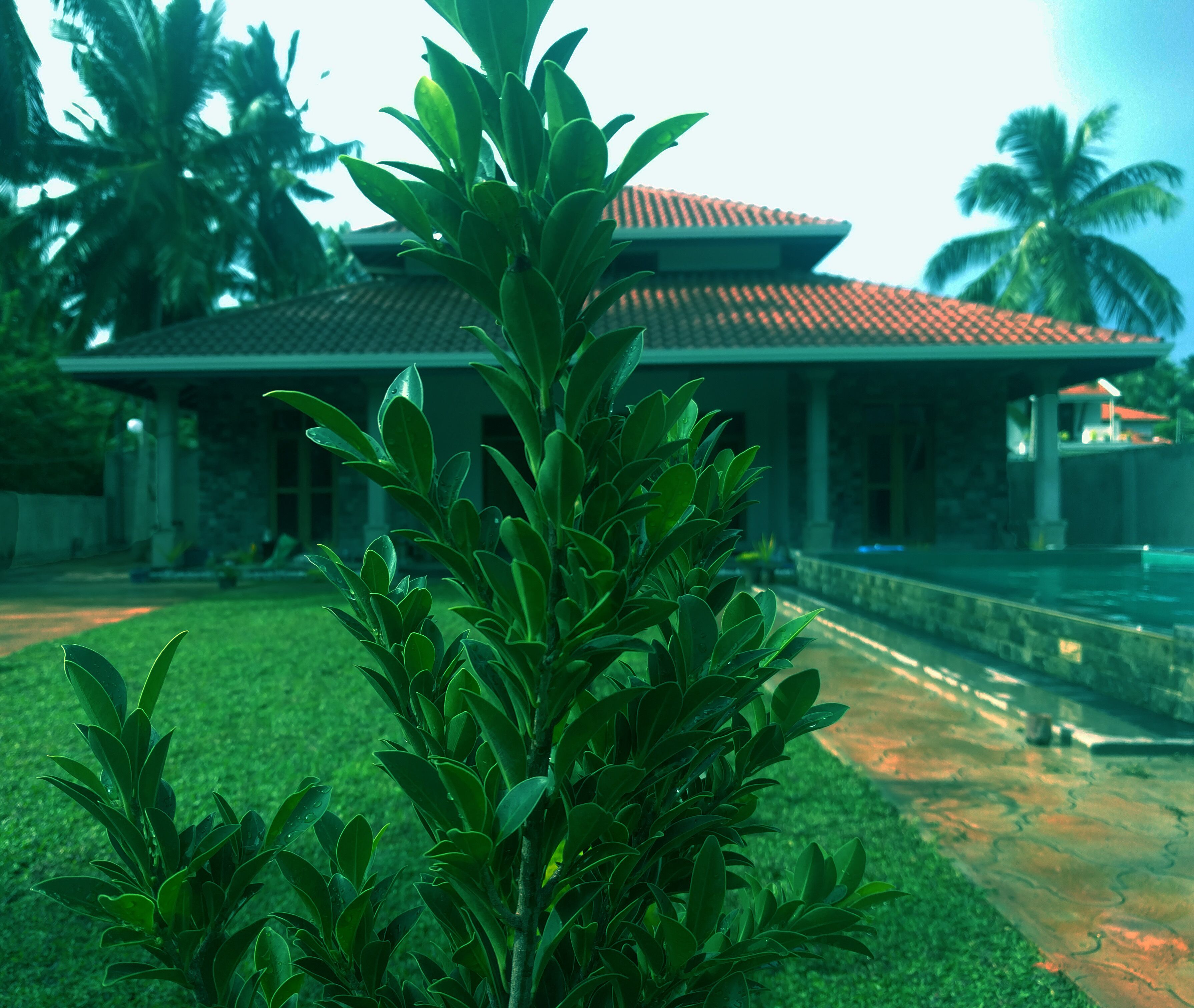 A house with a tiled roof, a well-maintained lawn, and palm trees in the background.