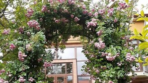 En stenlagd gång leder fram till en entré med en glasdörr, som är omgiven av blommande växter.