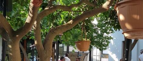 Uma árvore com vasos suspensos, área de estar com mesas e cadeiras, e plantas em vasos com flores.