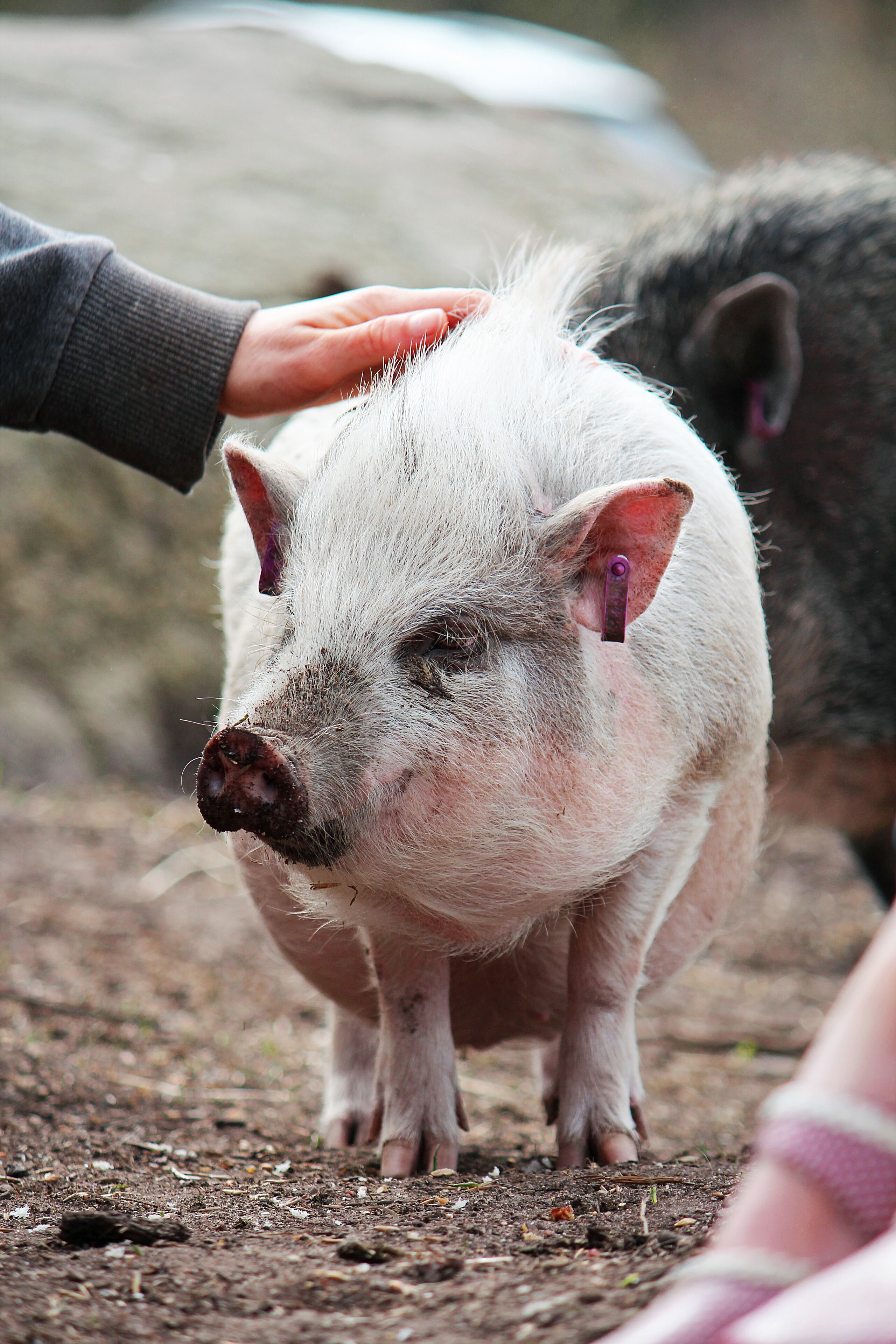 A pig being petted by a person.