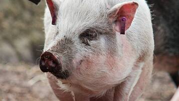 A pig being petted by a person.