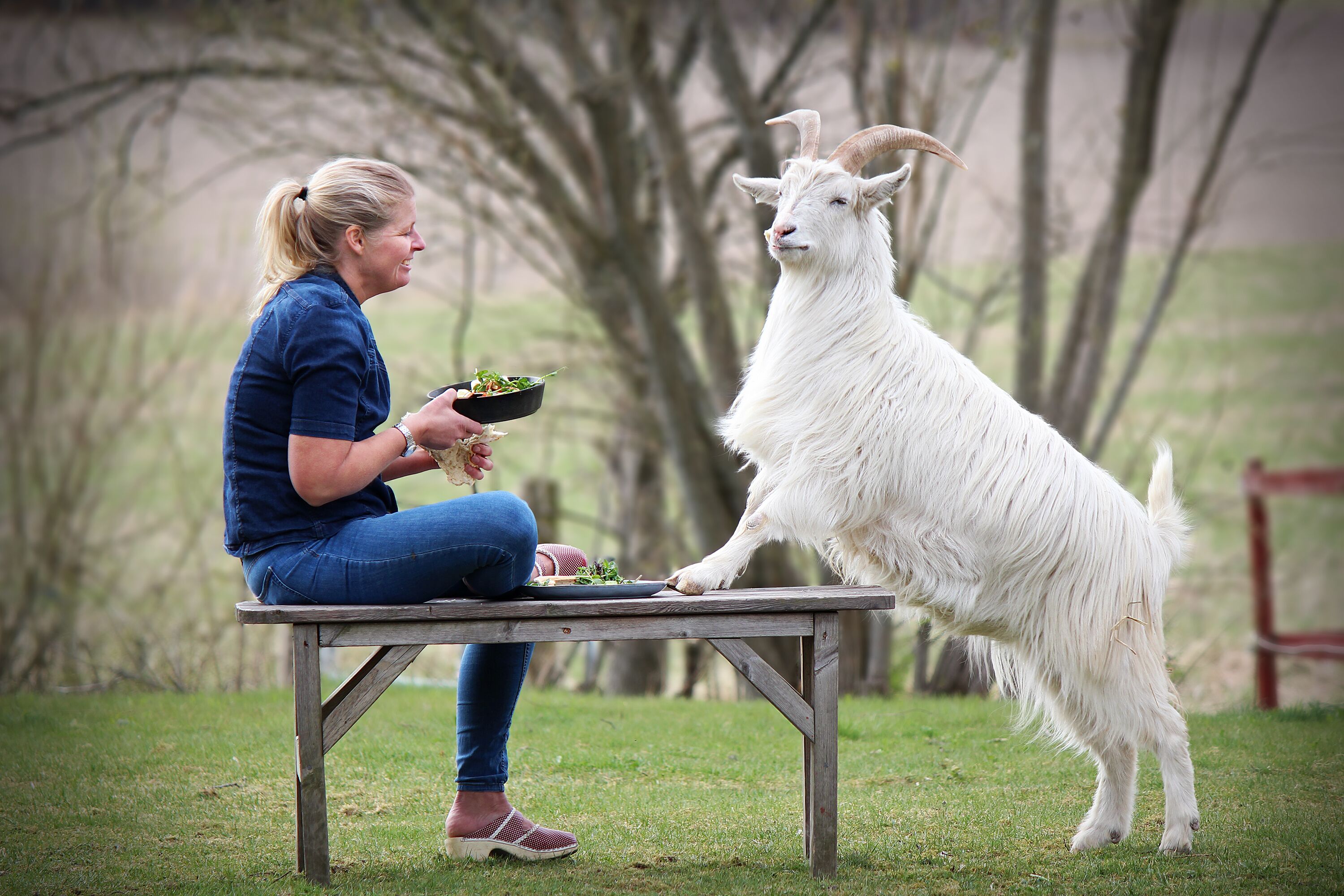 Une personne assise à une table en bois à l’extérieur, avec une chèvre qui se tient sur ses pattes arrière.