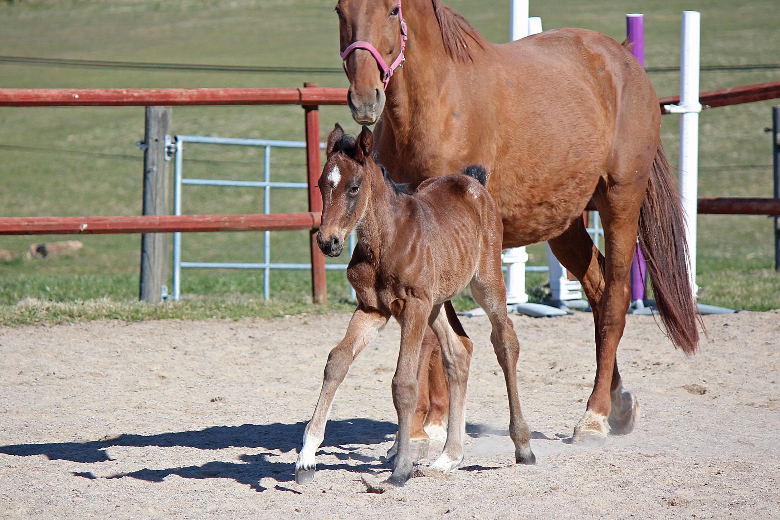 A horse and its foal in a fenced area with a dirt ground.