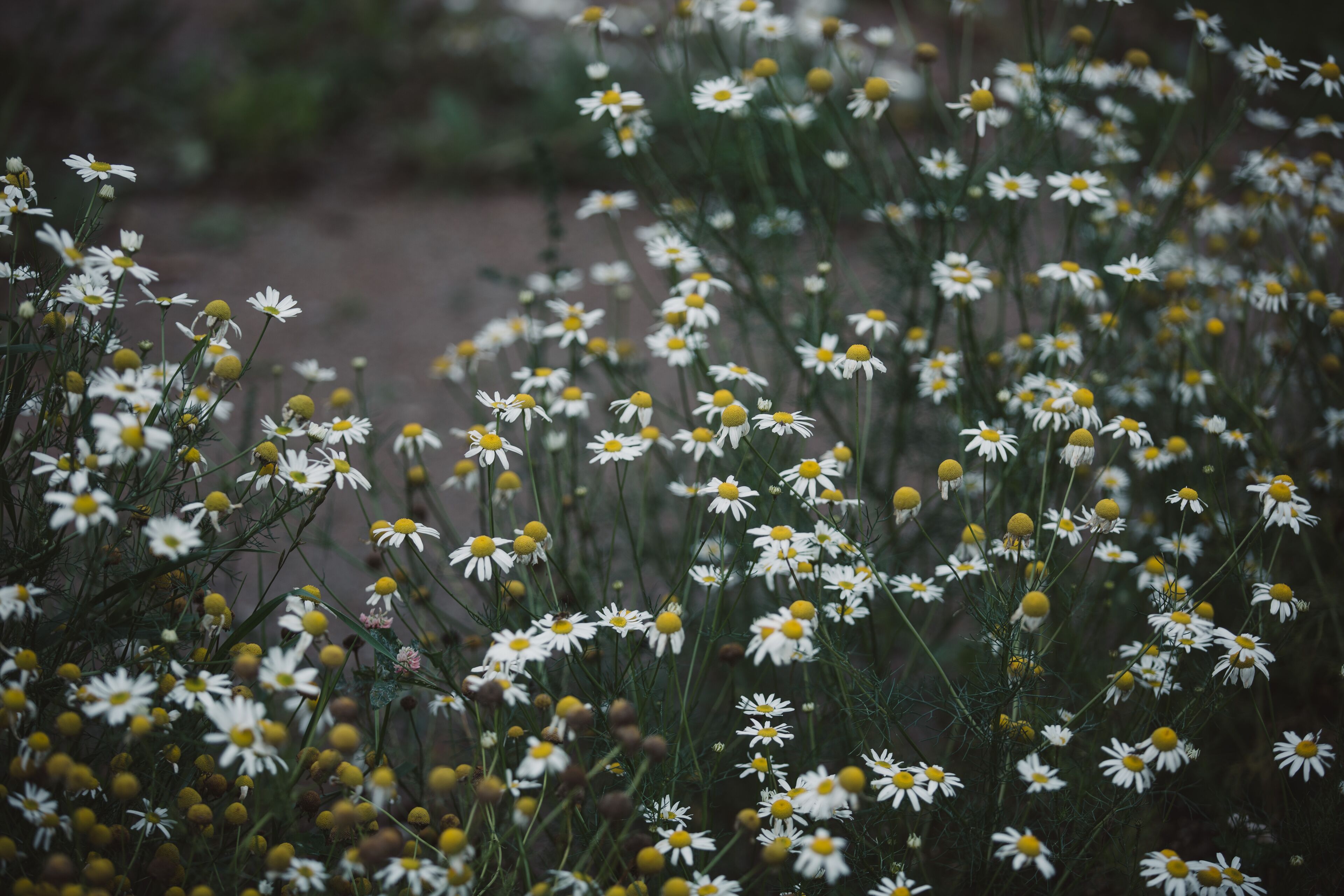 Un camp de flors blanques amb centres grocs.