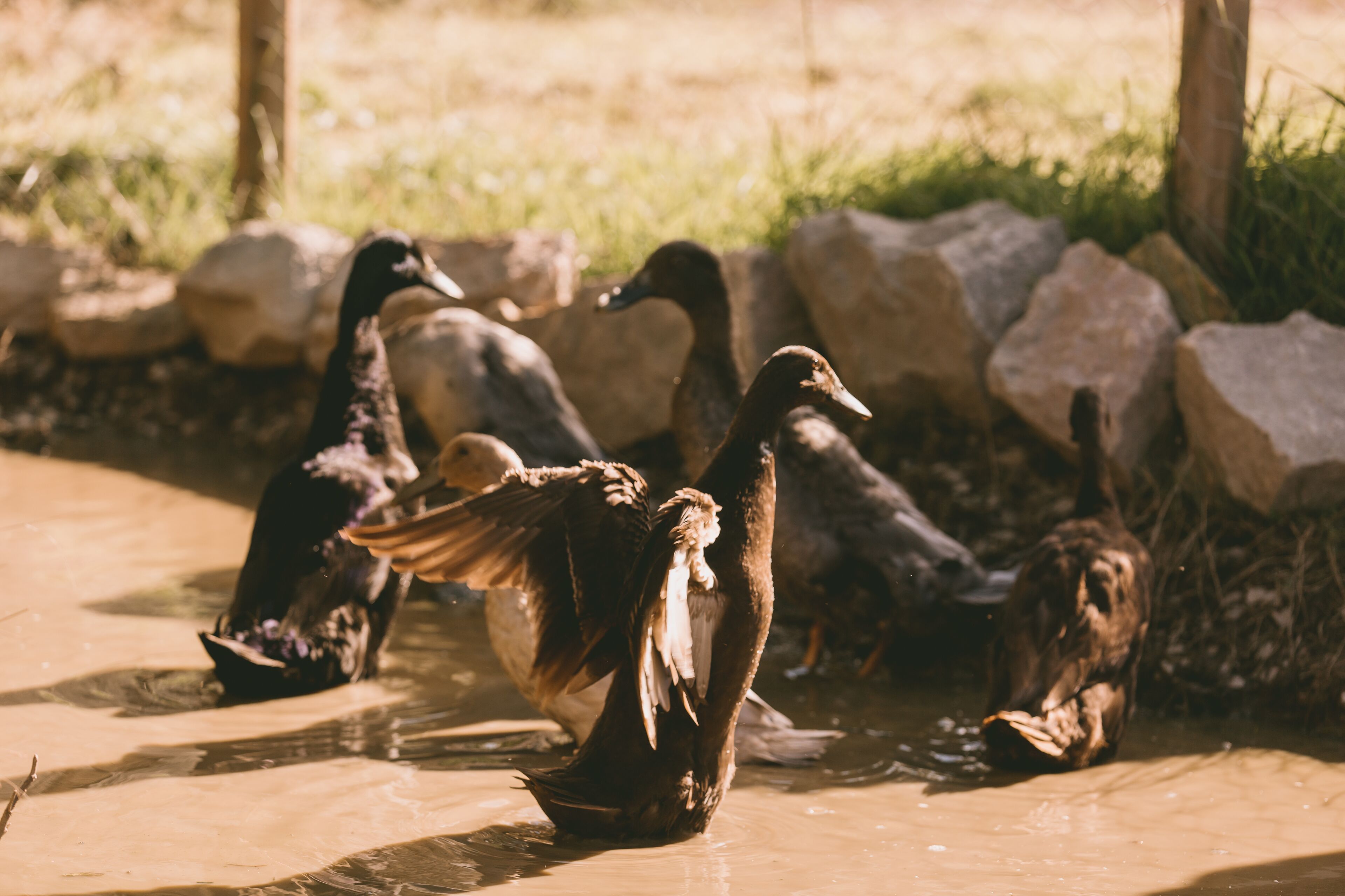 A group of ducks in a shallow water area surrounded by rocks and grass.