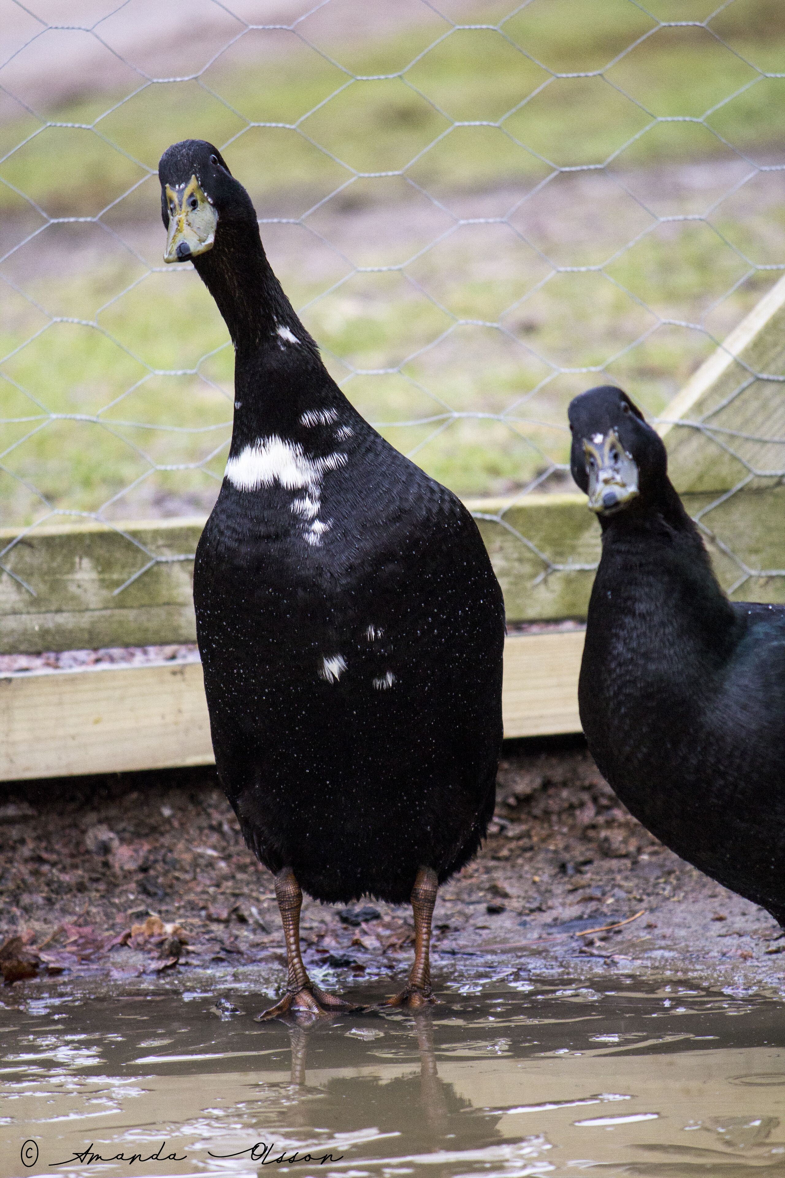 Deux oiseaux noirs se tiennent dans une zone d’eau peu profonde, avec une clôture en fil de fer en arrière-plan.