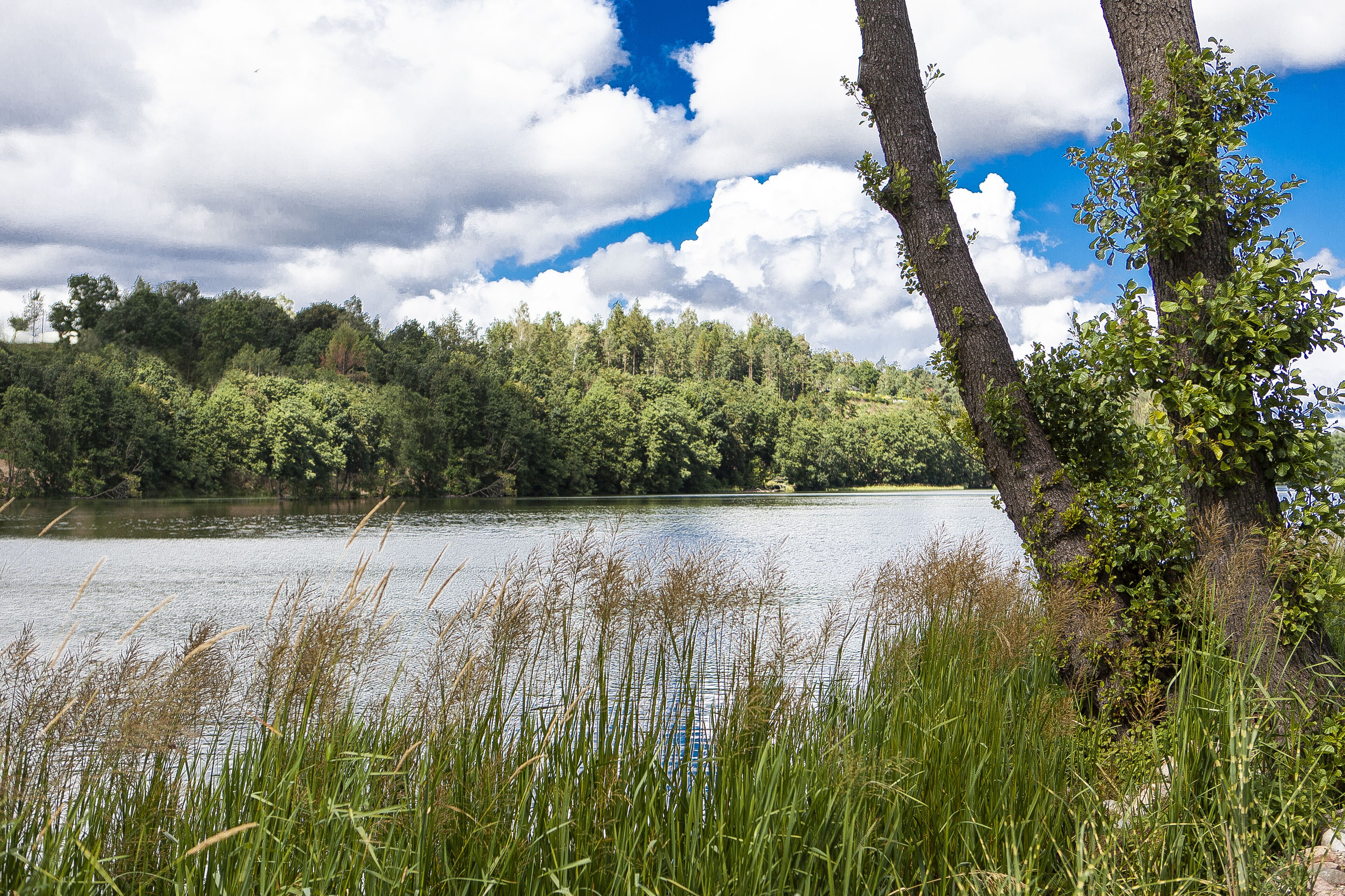 Ein friedlicher Seeblick mit dichter Vegetation und Bäumen.