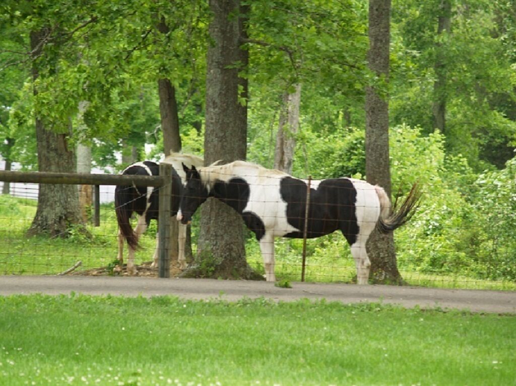 Un caballo en un área cercada con árboles y pasto.