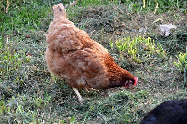 Ein Huhn auf einer grünen Wiese.