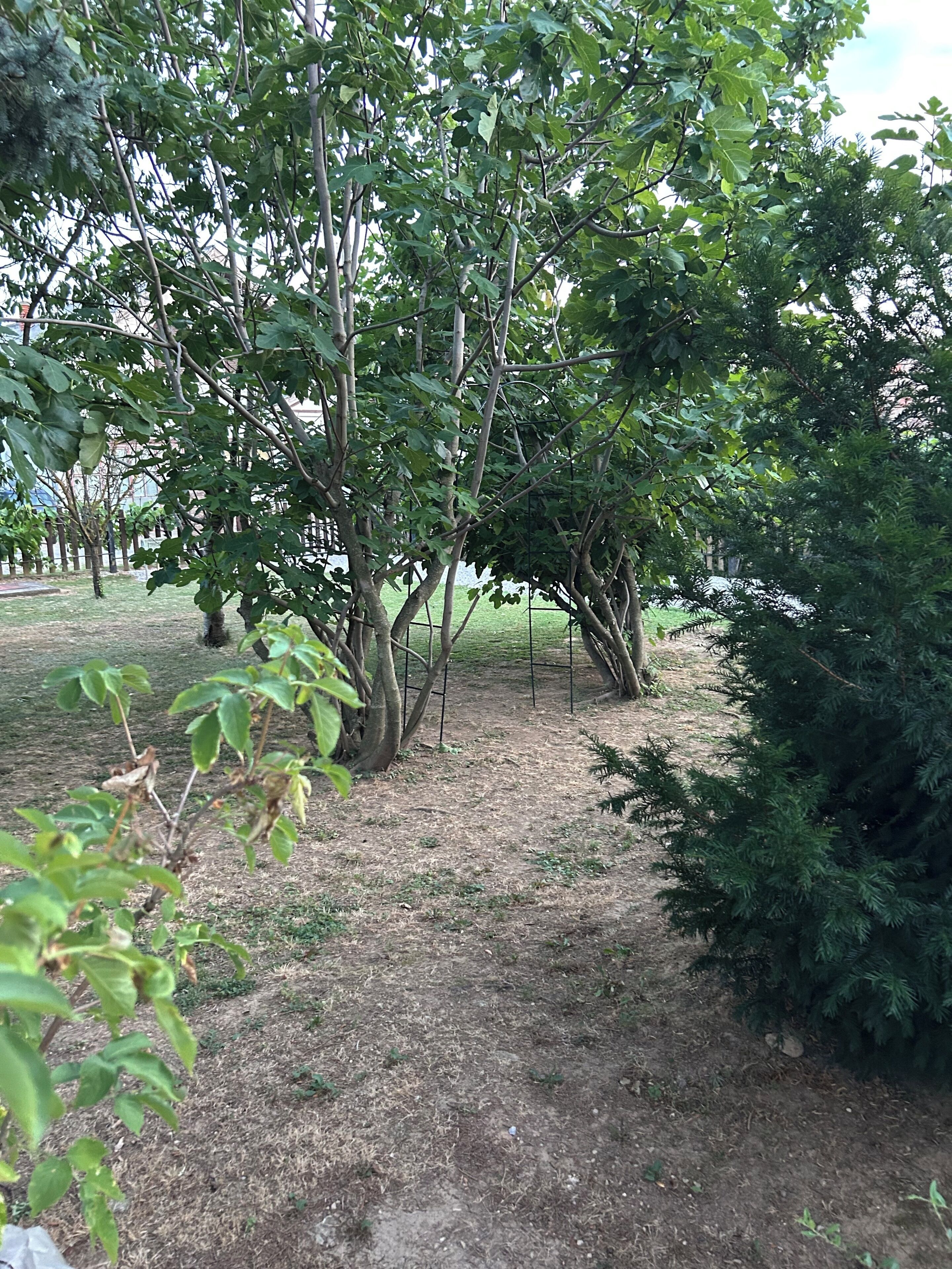 A garden with trees and a dirt path.