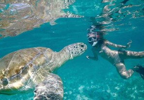 Une tortue de mer nageant près de la surface d’une étendue d’eau d’un bleu limpide.