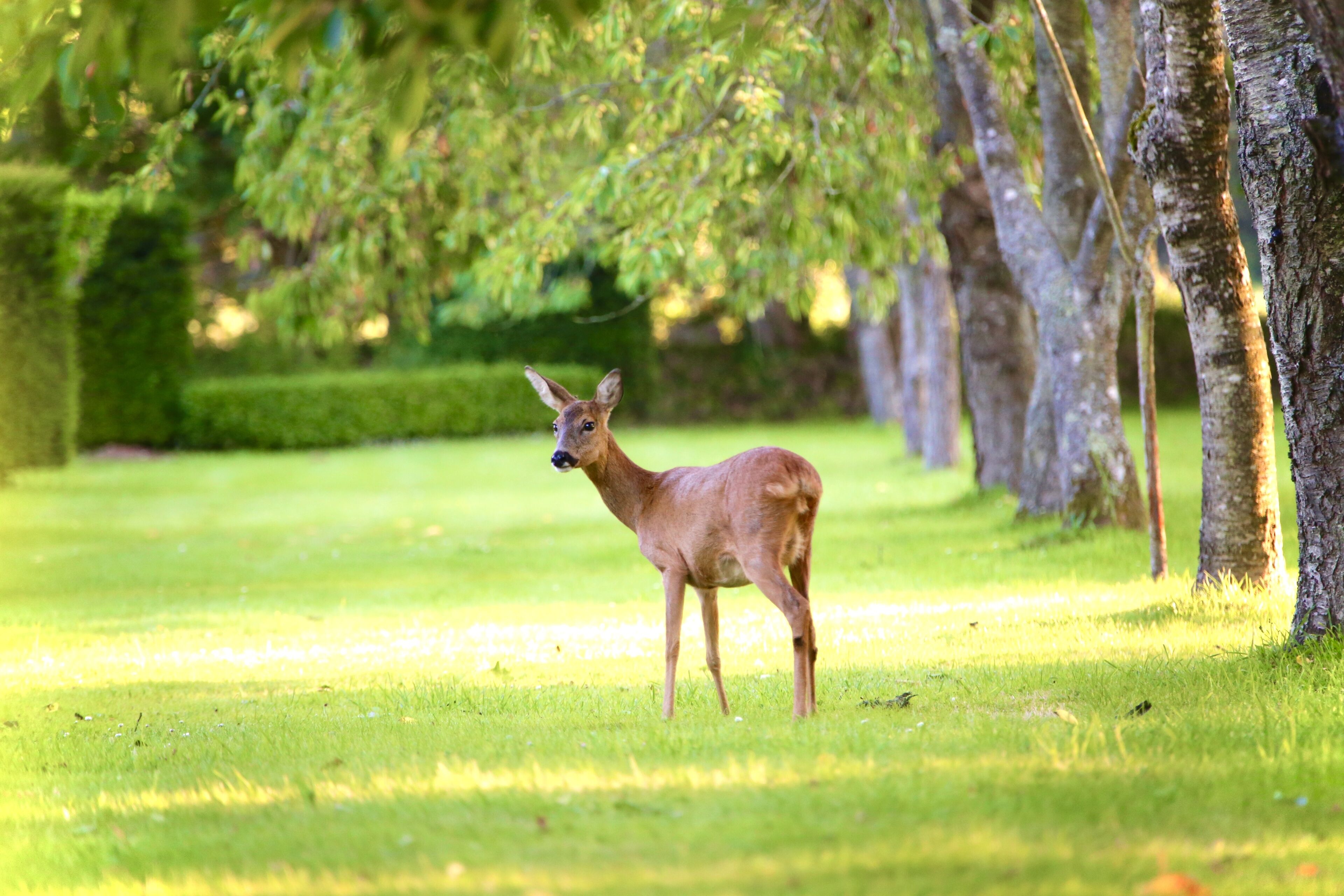 A deer standing in a grassy area with trees in the background.