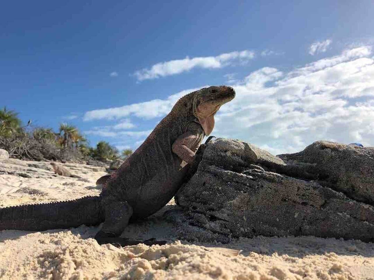 A large marine iguana on a sandy beach with sparse vegetation and a clear sky.