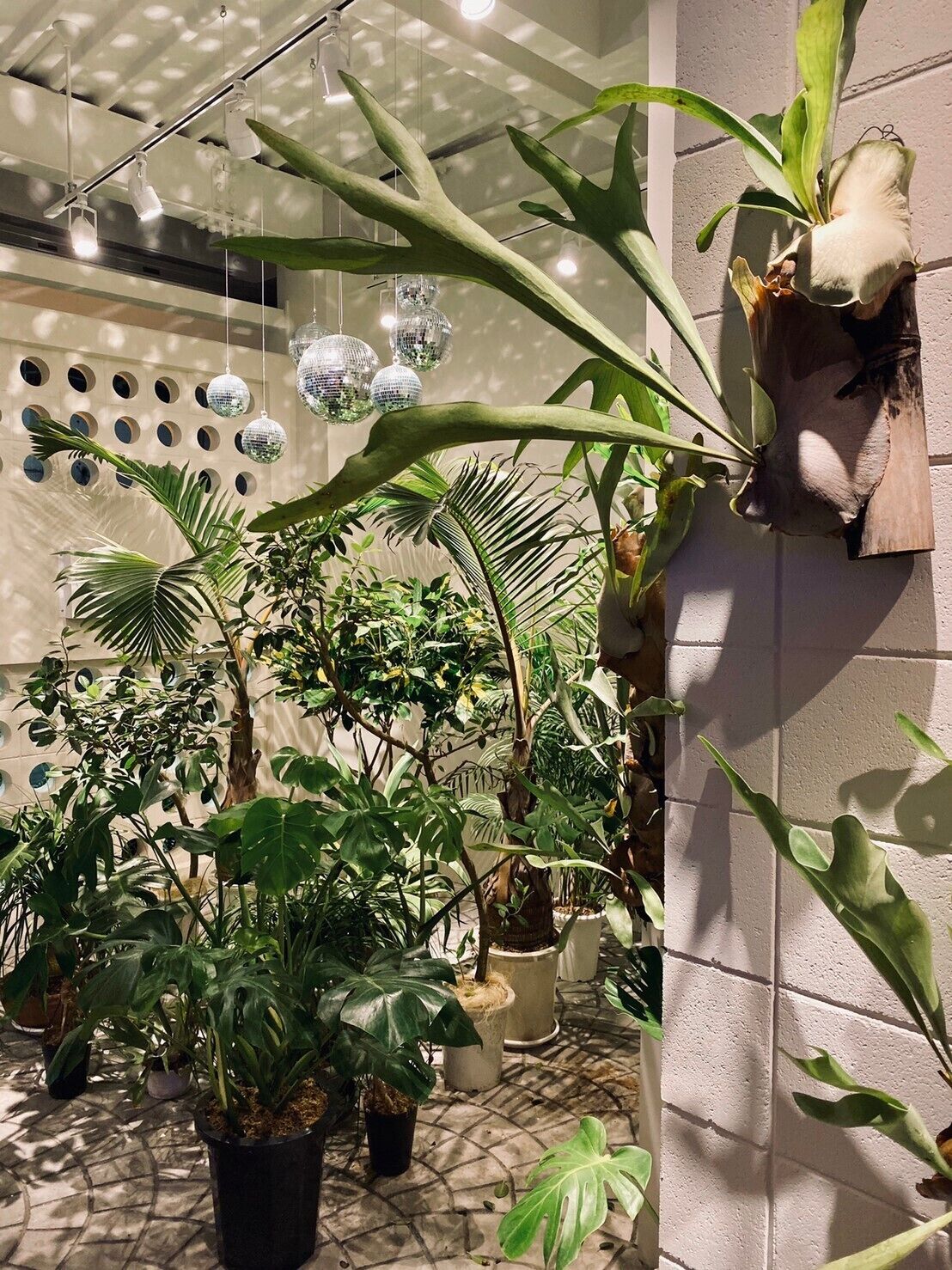 Diversas plantas en macetas en un espacio interior, con piso de baldosas y una pared con recortes circulares.