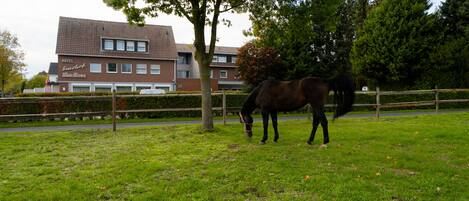 A horse in a grassy area with a building in the background.