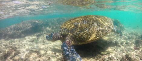 Una tortuga marina nadando cerca del fondo del océano.