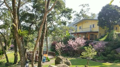 Hemerocallis Country House