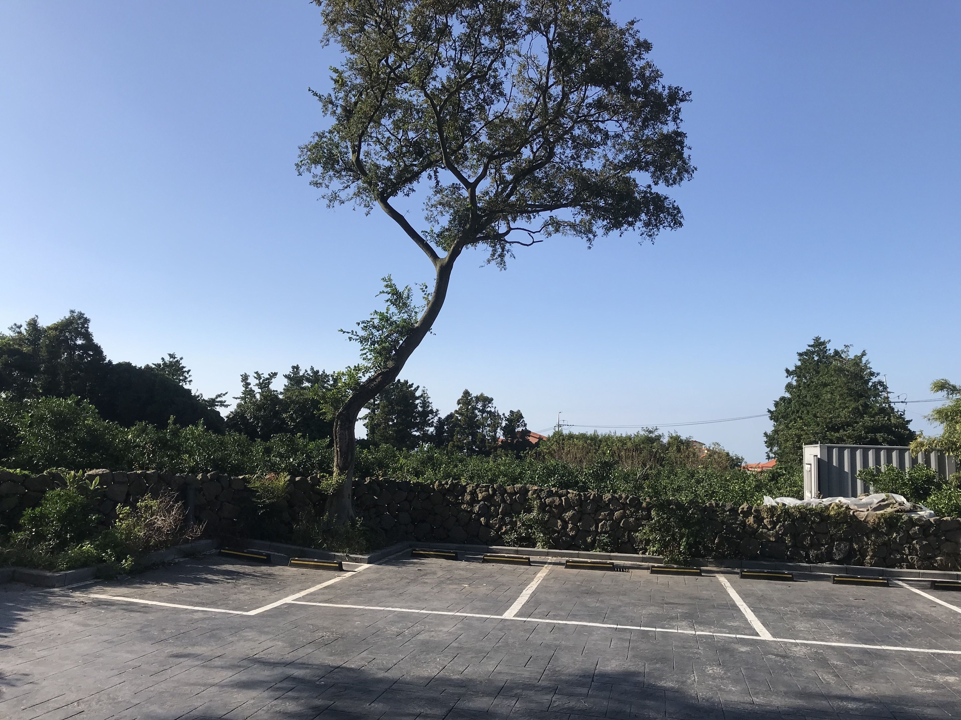 Un estacionamiento con un árbol grande y un muro de piedra al fondo.