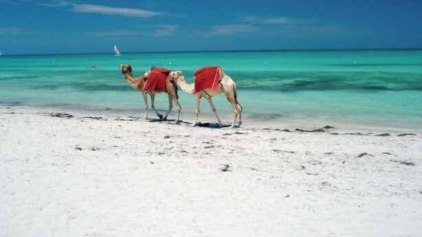 Two camels with red blankets on a sandy beach with turquoise water and a sailboat in the distance. - A small house with a Djerbian architecture (Tezdaine)