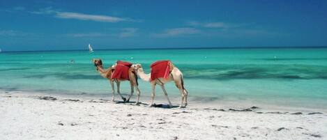 بالقرب من الشاطئ