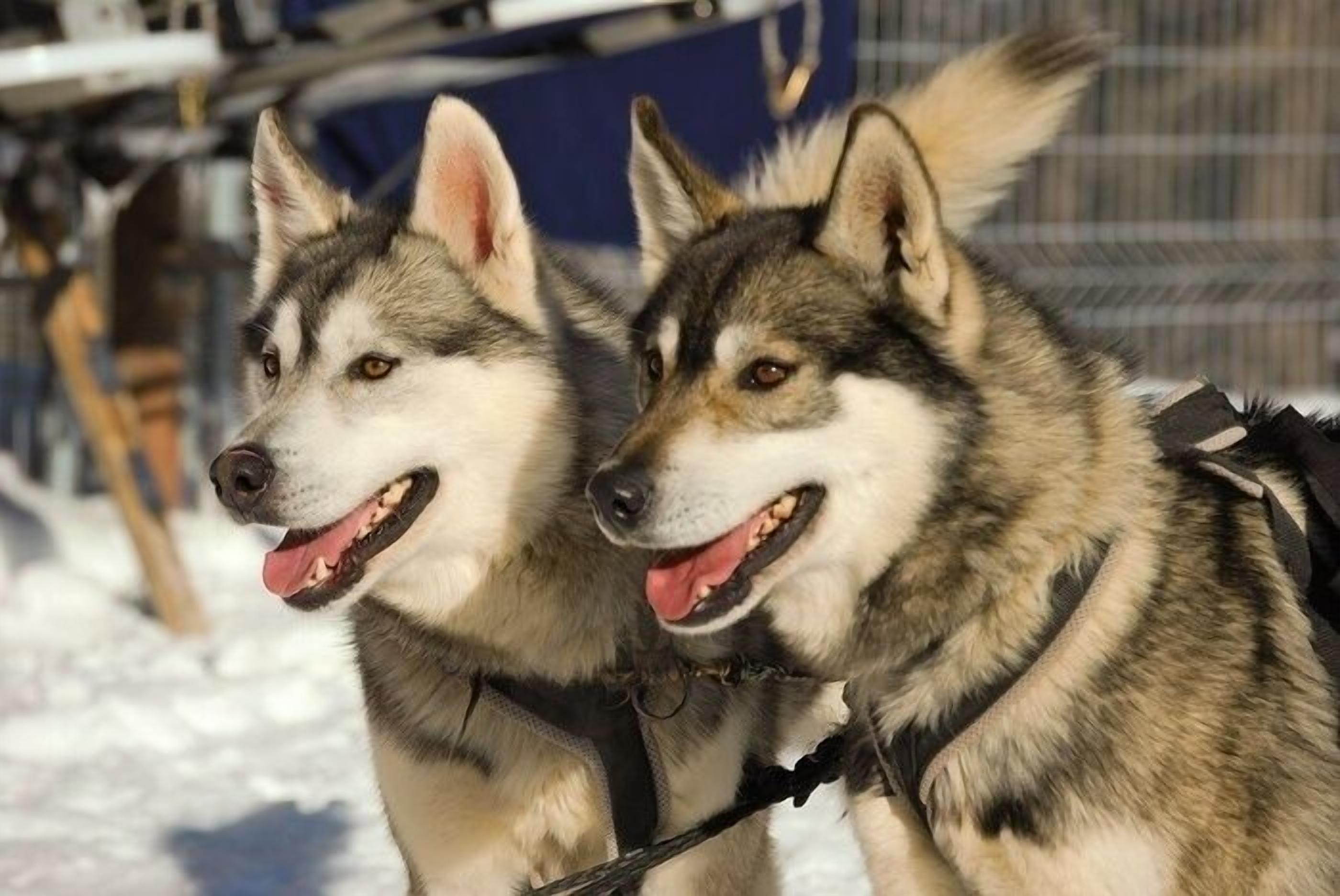 Due husky con imbracature, in piedi sulla neve.