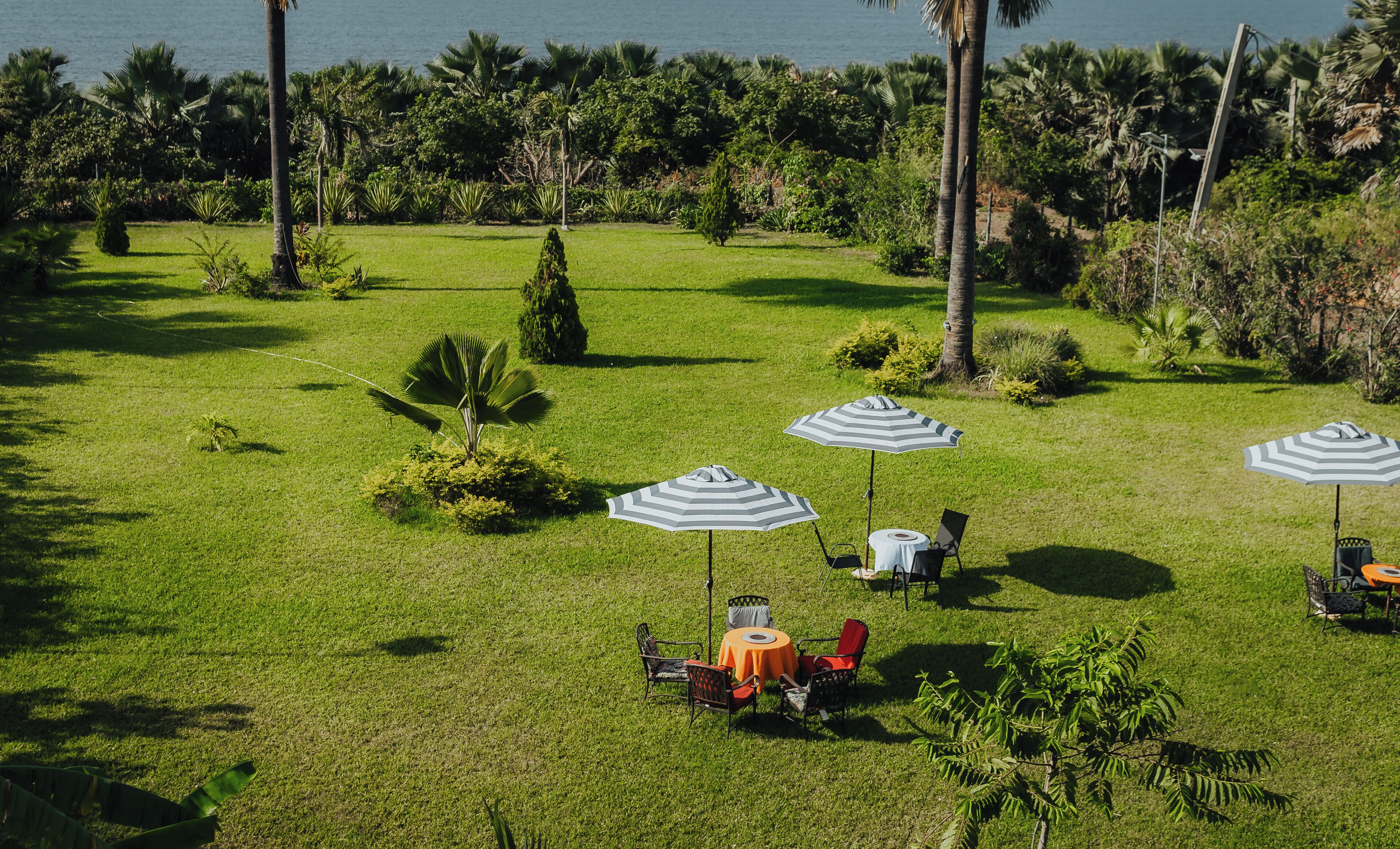 A grassy outdoor area with several umbrellas and chairs, suggesting a seating arrangement for guests.