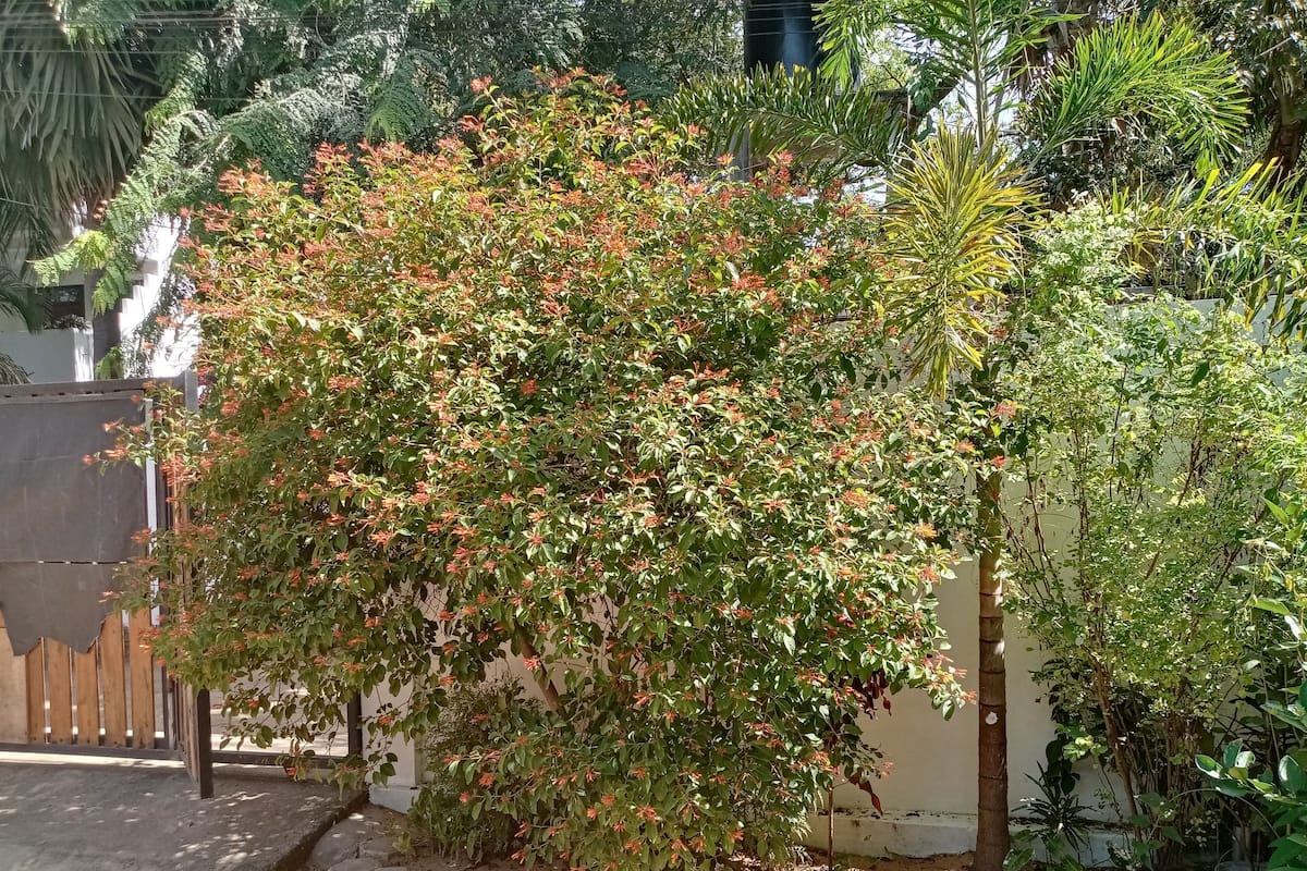 Garden view