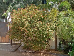 Garden view - Surf & Relax Inn Arugambay (Arugam Bay)