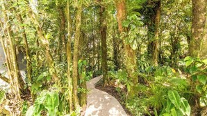 A concrete pathway surrounded by lush greenery and trees. - Sunset Views Over the Cloud Forest • Steps from Zip Lines, Farm & Wine (Monteverde)