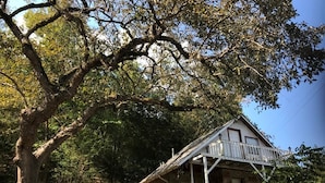 A rustic cabin with a porch, surrounded by dense foliage and a large tree. - Room 1- Historic Little Switzerland (Jasper)