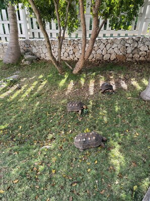 A garden with a stone wall, a white fence, and three tortoises on the grass.