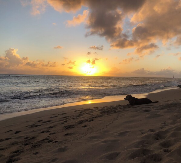 A beach with footprints leading to the water, a dog lying on the sand, and a sunset in the background. - LimeTree Studio apartment, Pelican Key. Cozy retreat in excellent location! (Pelican Key)