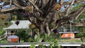 A large tree with hanging planters and a swing chair. - Aves Hotel & Resort - Retreat Center (Cóbano)